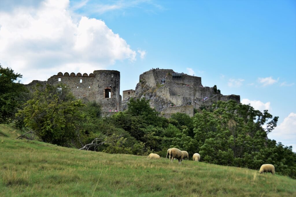 sheep graze on a green meadow in front of Devín Castle, Slovakia