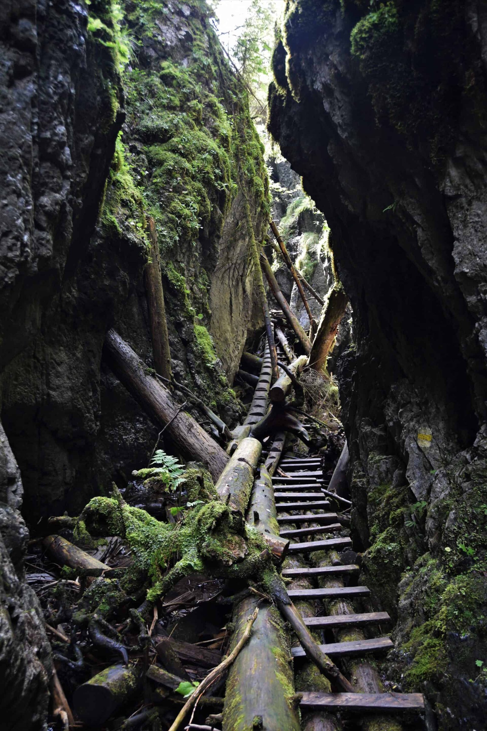 a wooden walkway leading through an extremely narrow crevice in the rock next to a large fallen tree, Sokol Gorge, Slovakia
