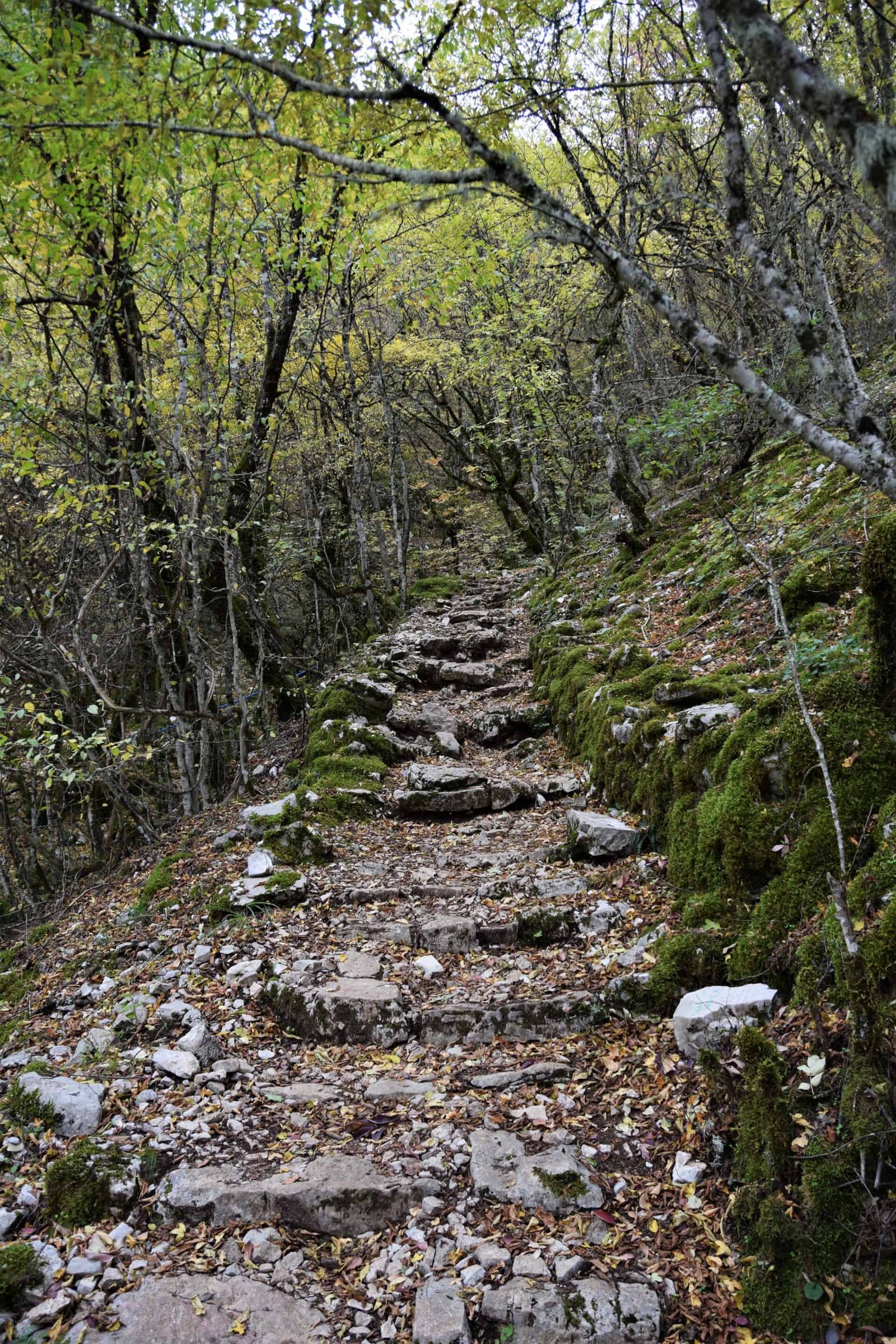 ancient stone steps covered in fallen leaves lead through an autumnal forest