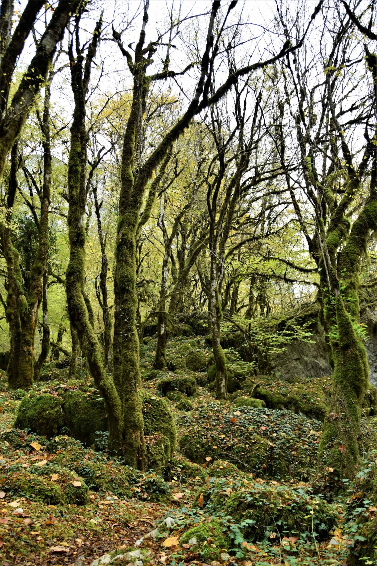 moss-covered rocks and forest floor overgrown by ivy surround trees entirely covered in verdant moss