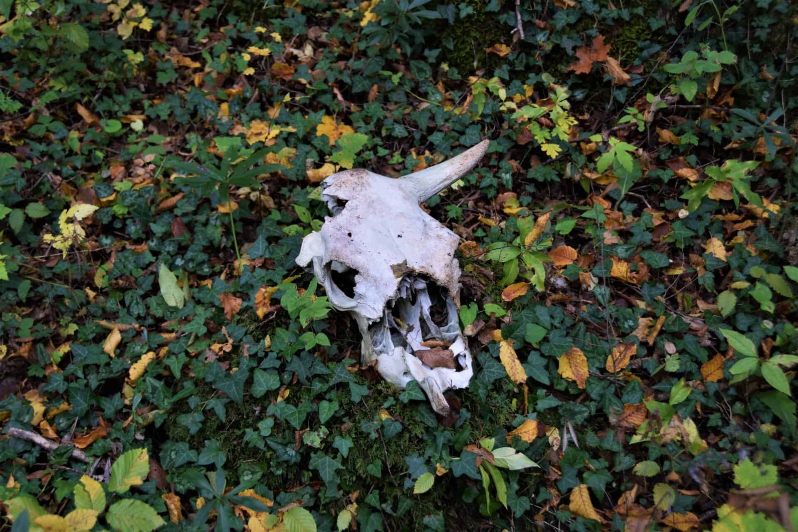 a white skull of a cow lies on a bed of ivy surrounded by autumnal leaves