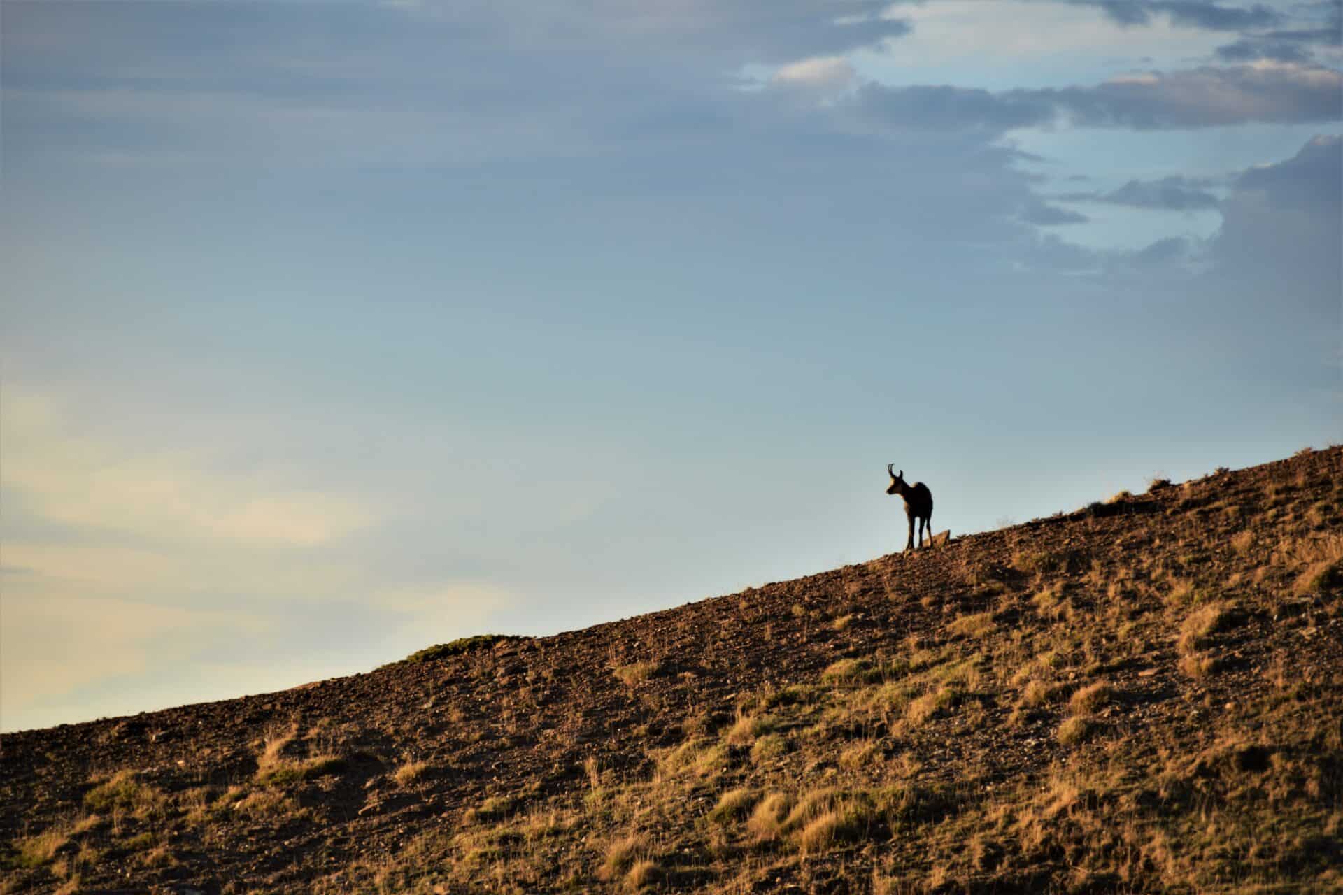 a chamois standing on rocky terrain during golden hour