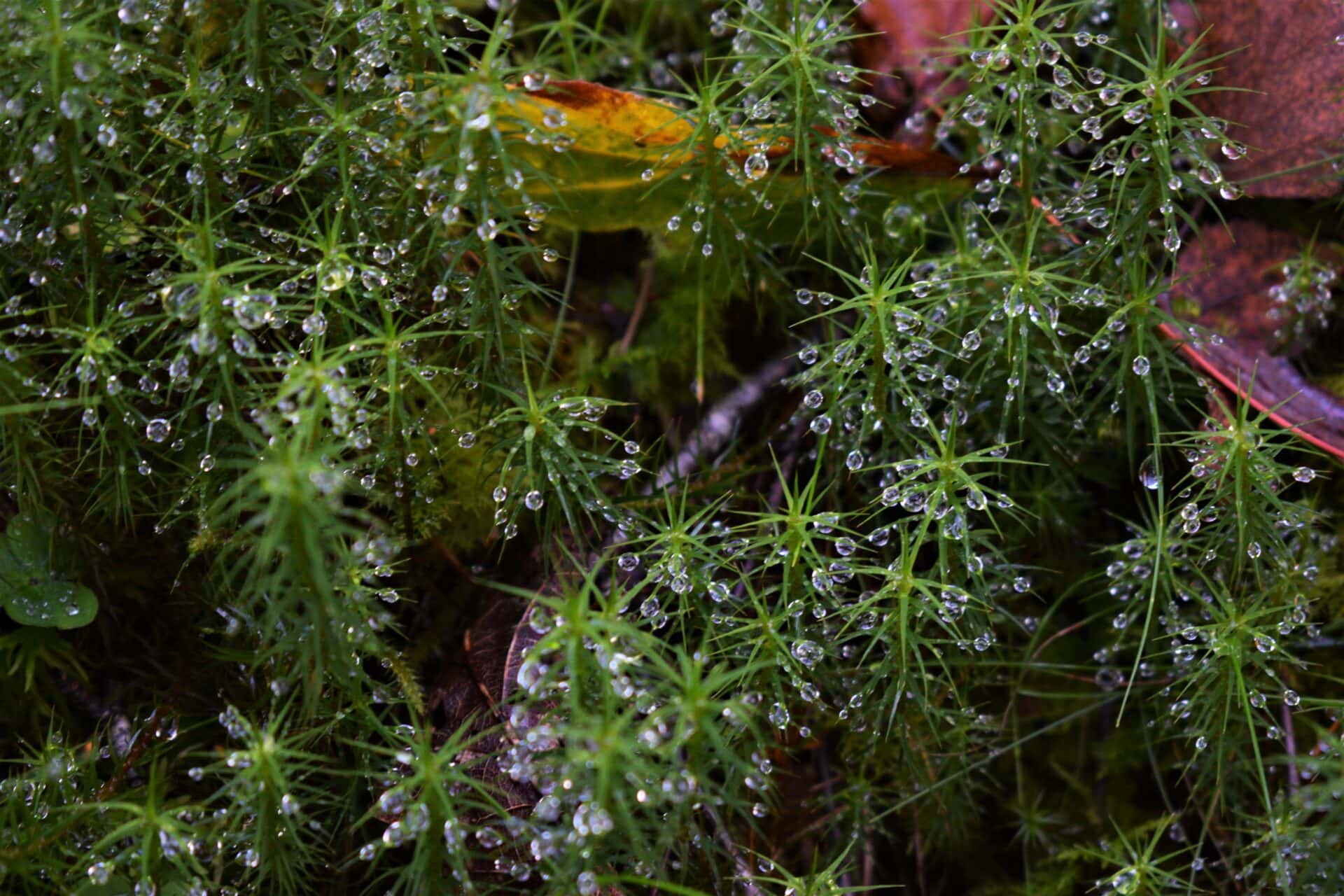 water drops hang of the thin leaves of small plants on the forest floor