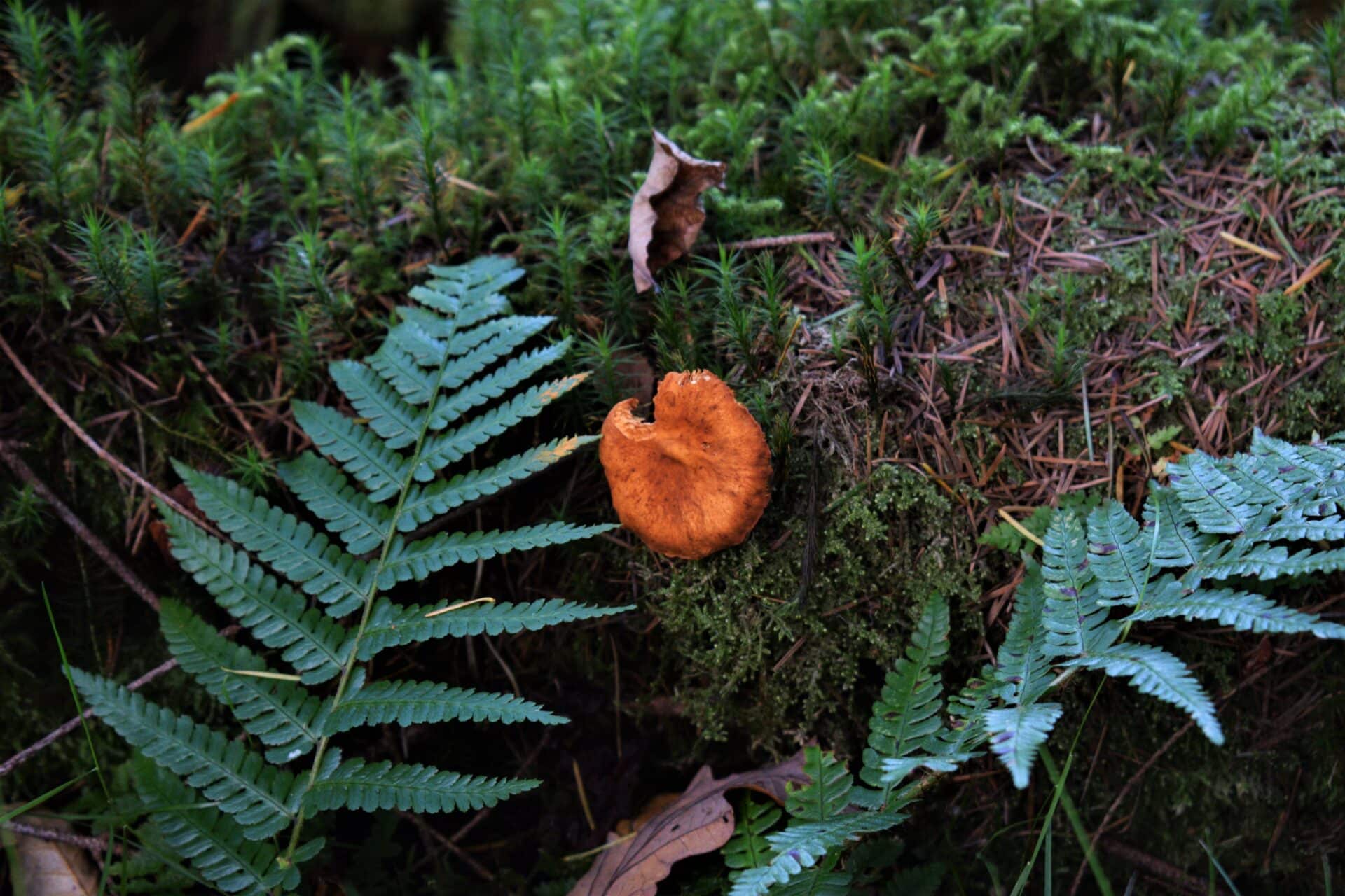 an orange mushroom grows on a moss-covered tree trunk surrounded by fern