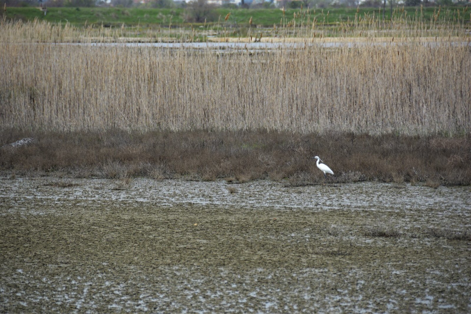 a white bird stands in a dried up salt pan