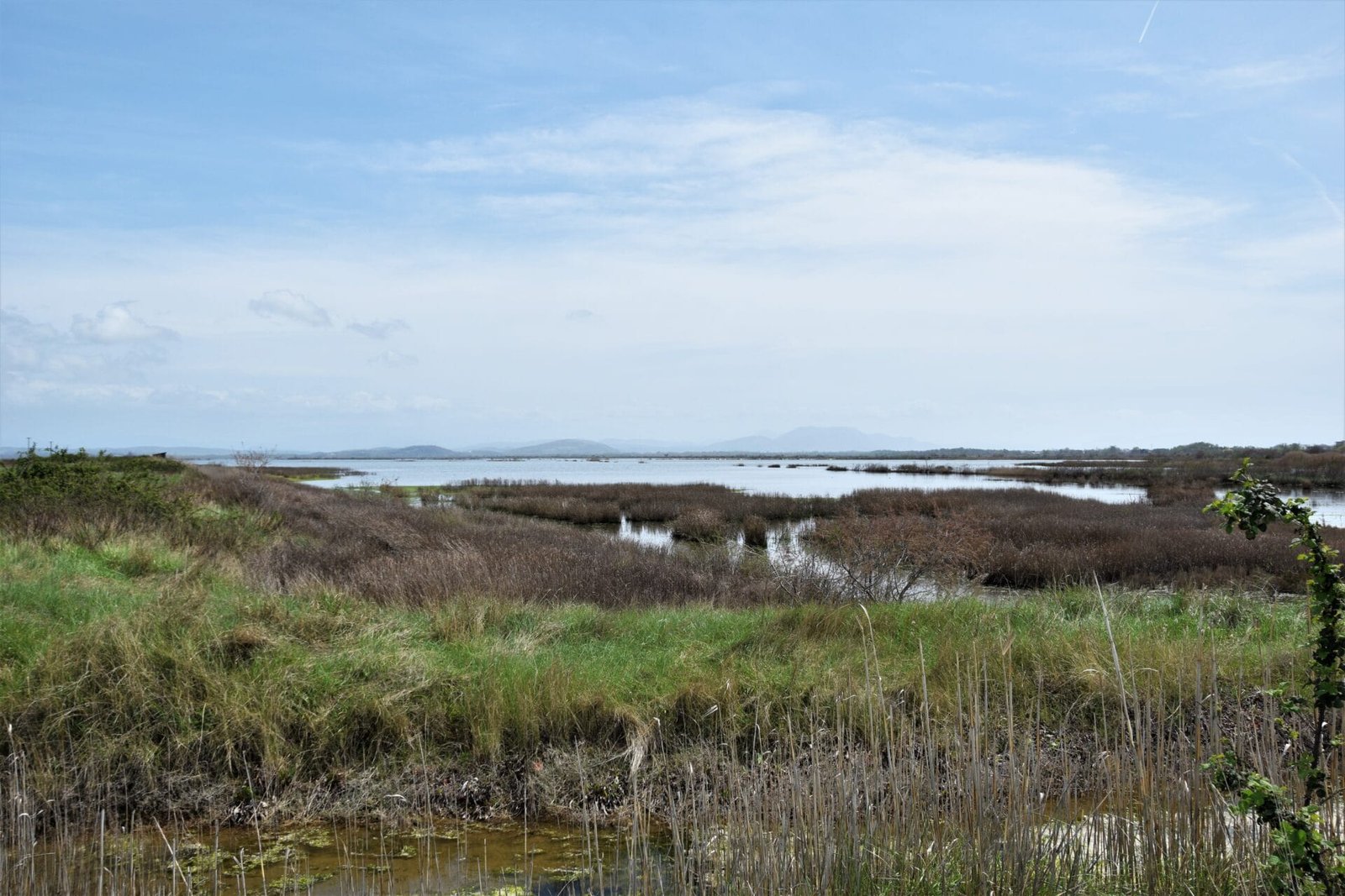reeds and grassy dams at the shores of a lake