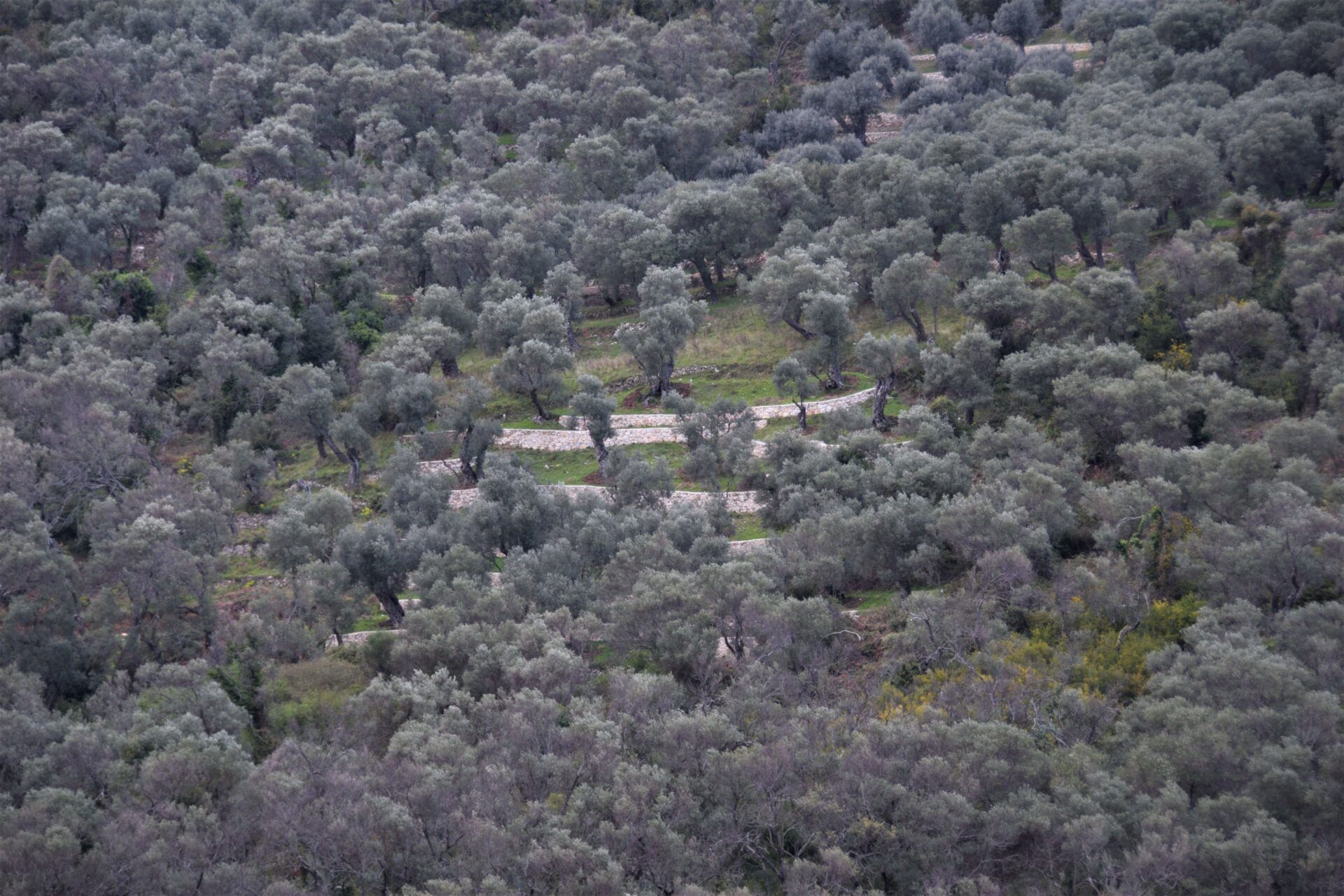 stone terraces surrounded by an olive tree forest