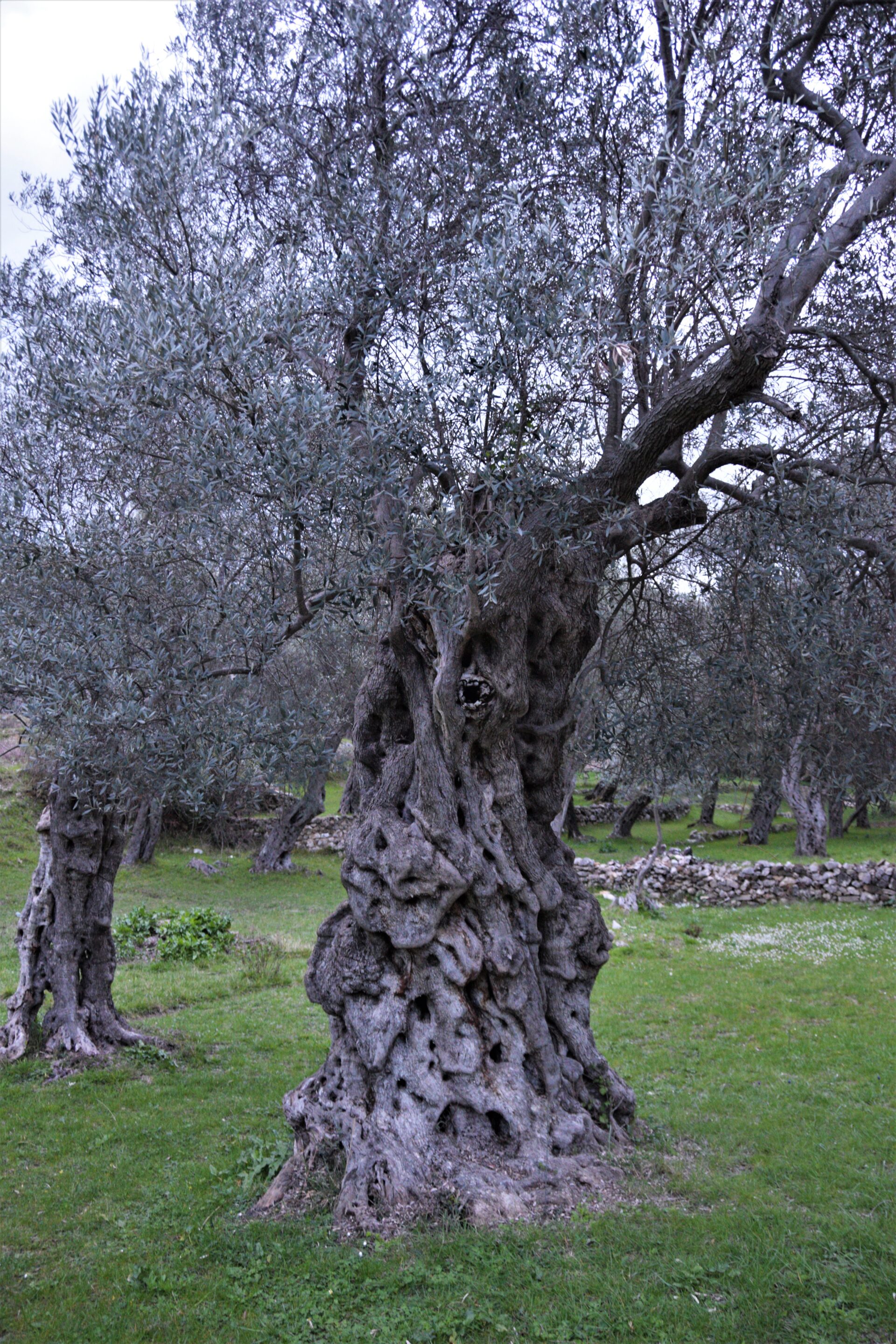 an extremely old olive tree in an olive tree forest
