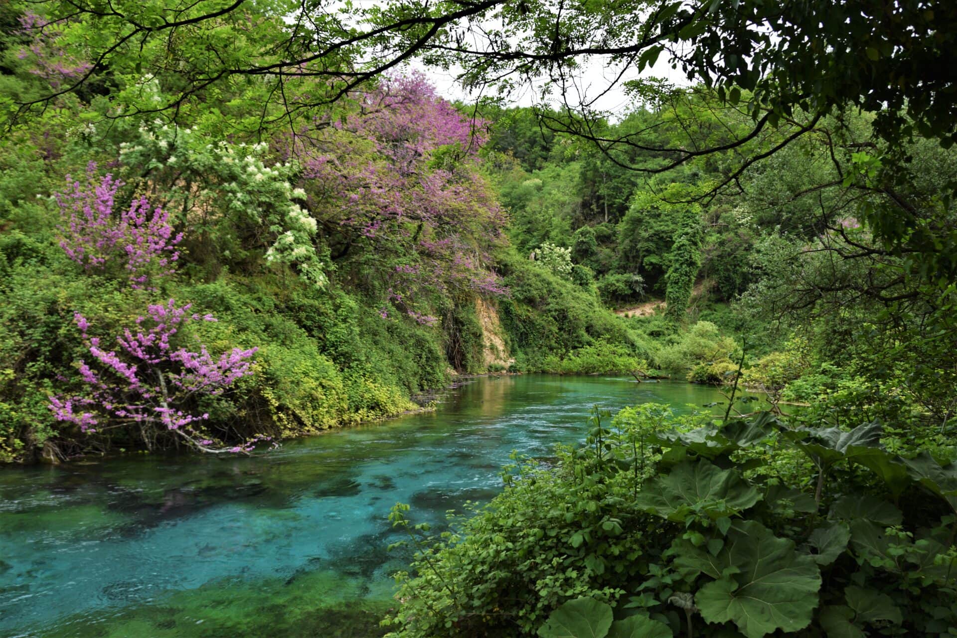 an incredibly translucent, turquoise river surrounded by lush vegetation and purple blossoms