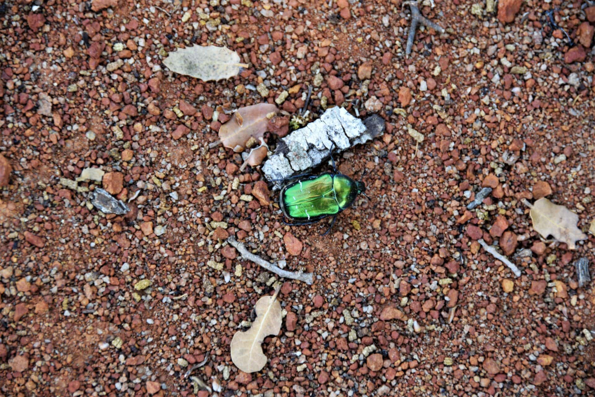 an emerald beetle crawling across red soil