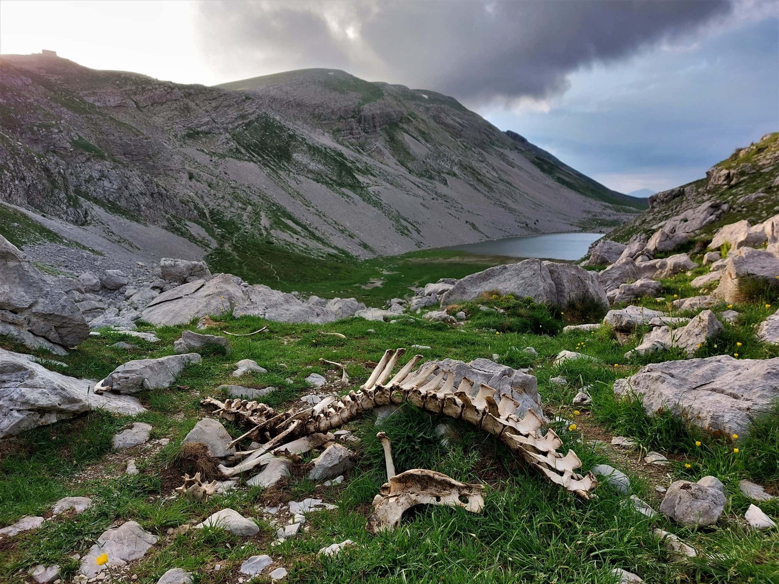 a cow skeleton lies between rocks overlooking an alpine lake