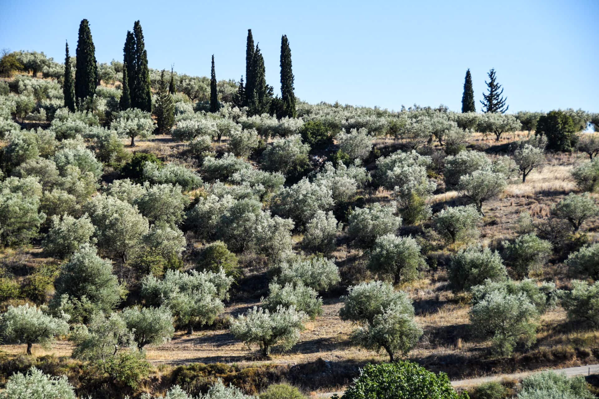 olive groves on a slope near the ancient city of Mycenae