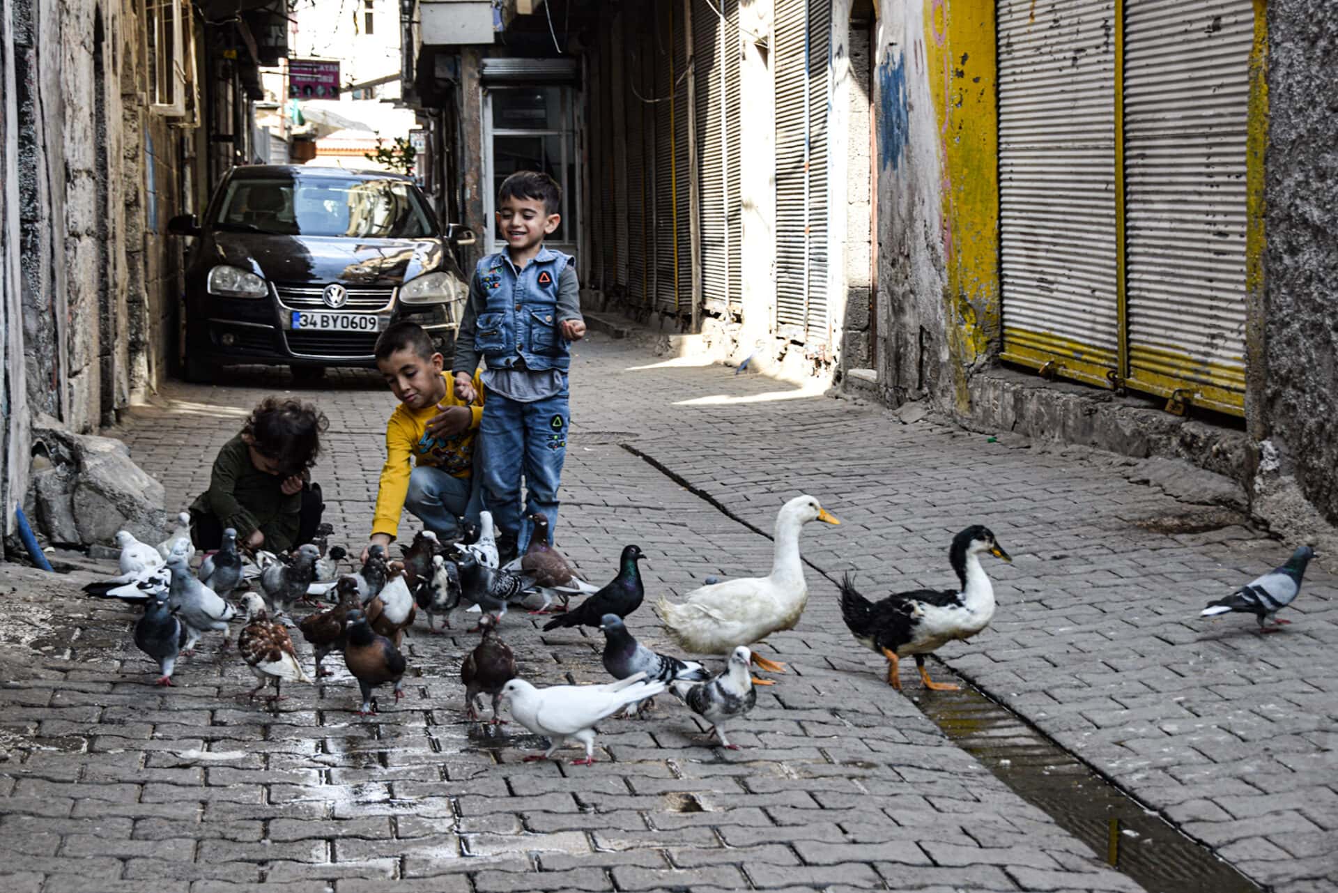 children feed a bunch of pigeons and two geese on a coobled street in Diyarbakir's old town