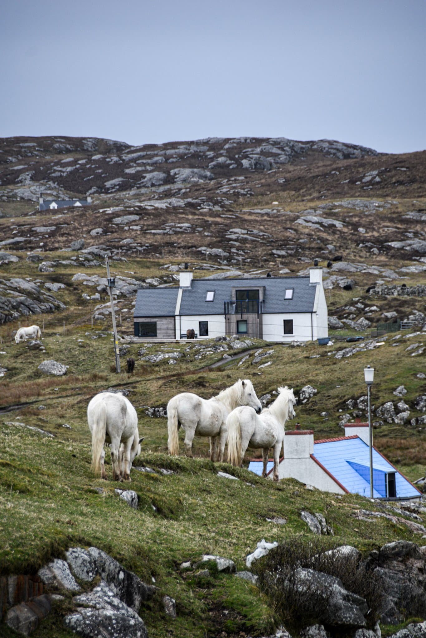 three white horses stand on a verdant hill in the village of Eriskay