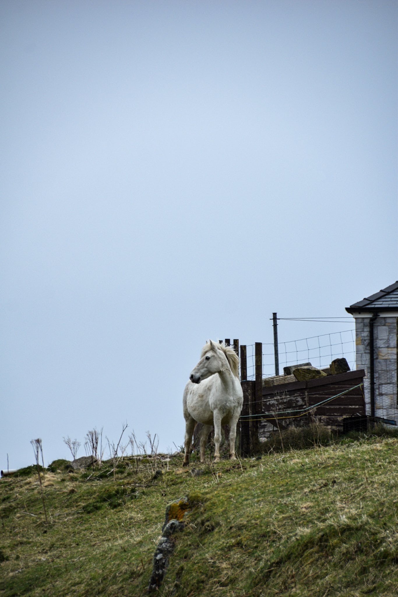 a white horse stands next to a fence