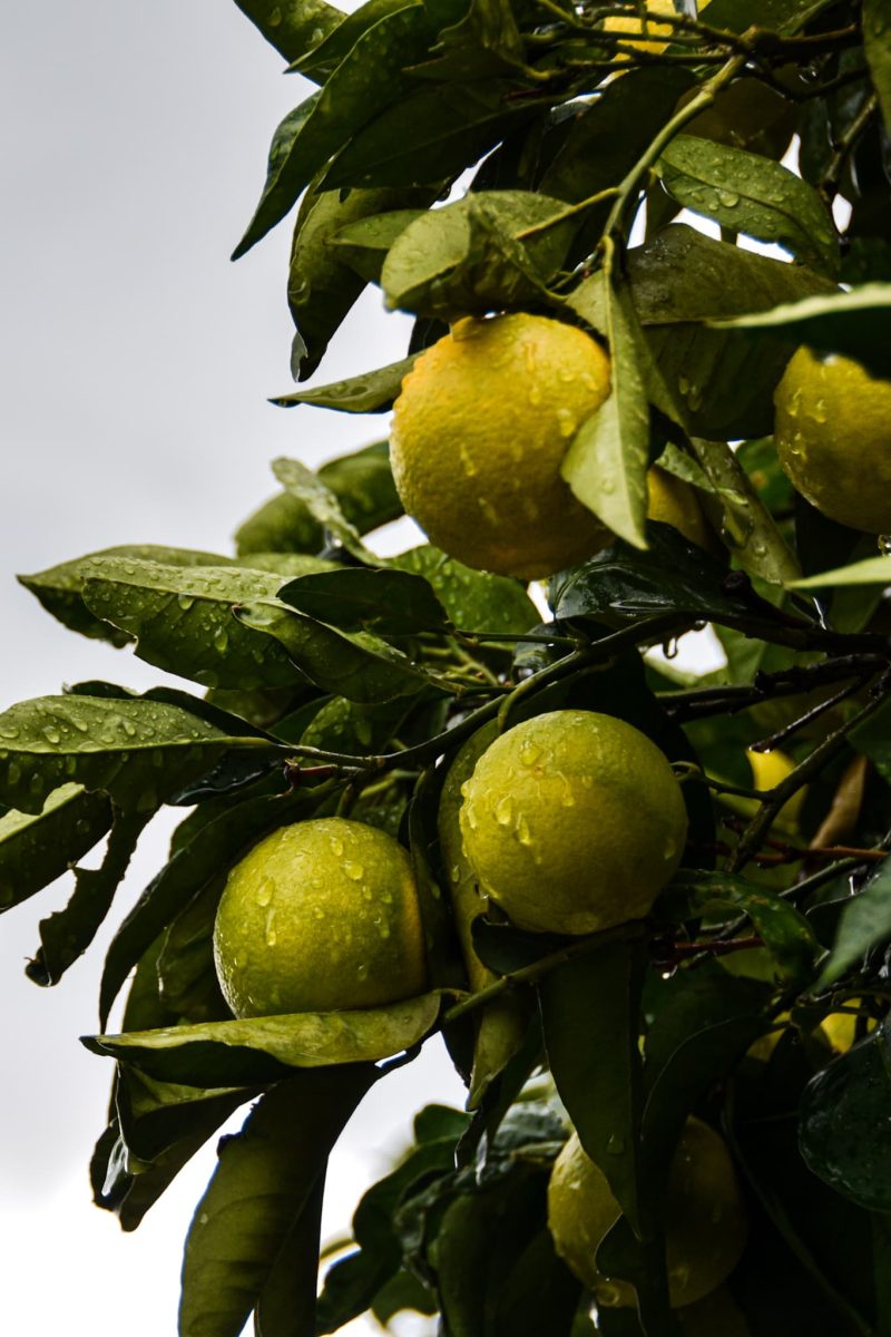 fresh raindrops on the leaves and fruits of a lemon tree